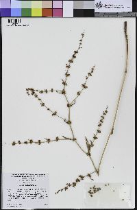 Rumex obtusifolius image