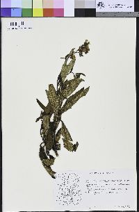 Eriodictyon californicum image