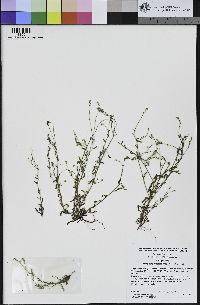 Cryptantha micromeres image