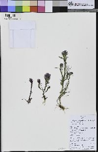 Castilleja densiflora image