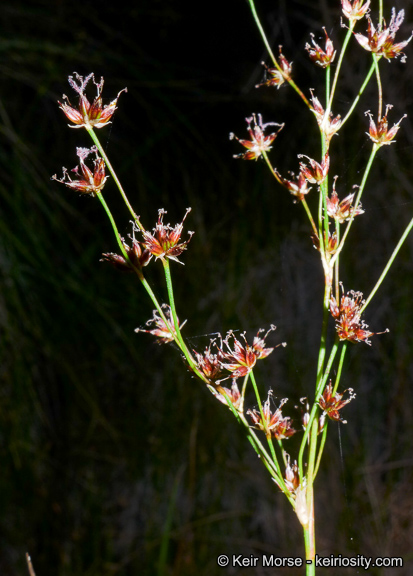 Juncus dubius image