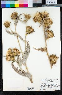 Cirsium ciliolatum image