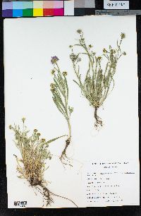 Erigeron pumilus image