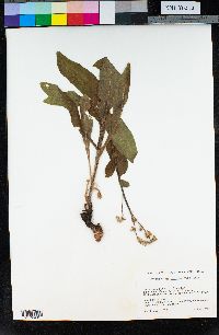 Andersonglossum occidentale image