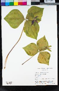 Trillium ovatum image