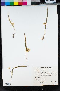 Calochortus tolmiei image