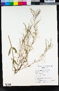 Epilobium oreganum image