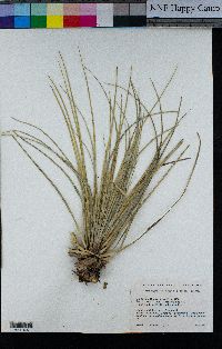 Xerophyllum tenax image