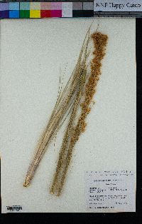 Xerophyllum tenax image