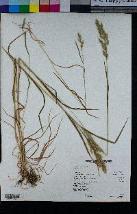 Bromus hordeaceus image