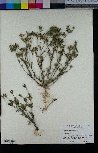 Collomia heterophylla image