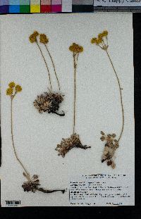Eriogonum ternatum image