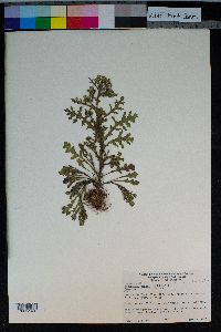 Senecio glomeratus image