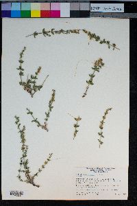 Cuscuta occidentalis image