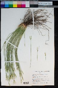 Carex multicaulis image