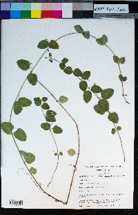 Clinopodium douglasii image