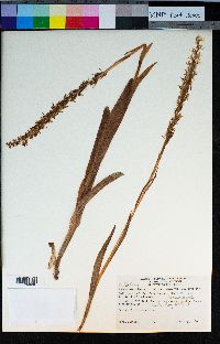 Platanthera dilatata var. leucostachys image