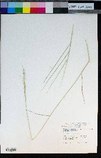 Elymus spicatus image