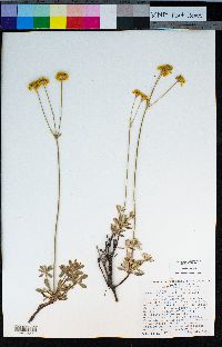 Eriogonum congdonii image