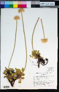Eriogonum hirtellum image