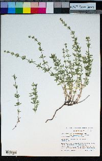Galium serpenticum image