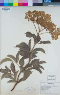 Sambucus nigra image