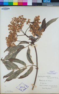 Sambucus nigra image