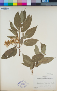 Sambucus nigra image