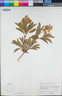 Sambucus racemosa image