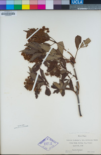 Sambucus racemosa image