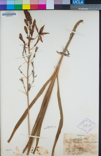 Camassia leichtlinii image