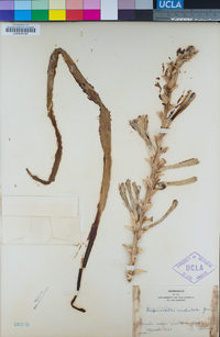 Hesperocallis undulata image