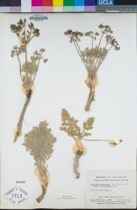 Lomatium macrocarpum image