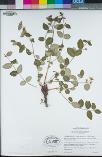 Apocynum androsaemifolium image