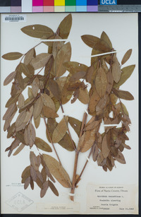 Apocynum cannabinum image