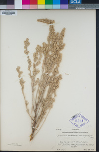 Artemisia tridentata image