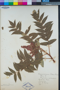 Rhus glabra image