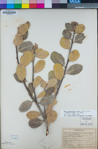 Rhus integrifolia image