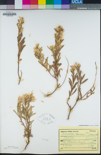 Ericameria bloomeri image