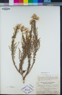 Ericameria ericoides image