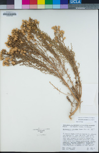 Ericameria ericoides image