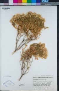 Ericameria laricifolia image