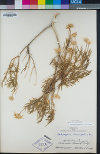 Ericameria linearifolia image