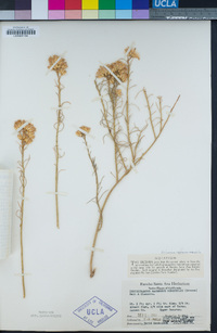 Ericameria nauseosa var. oreophila image