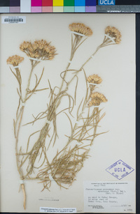 Ericameria nauseosa var. speciosa image