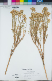 Ericameria palmeri var. pachylepis image