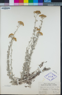 Eriophyllum confertiflorum image