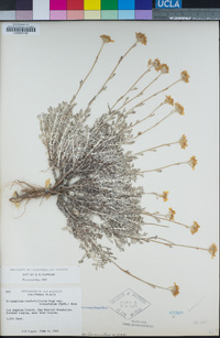 Eriophyllum confertiflorum var. confertiflorum image