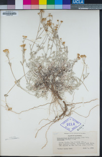 Eriophyllum confertiflorum var. confertiflorum image