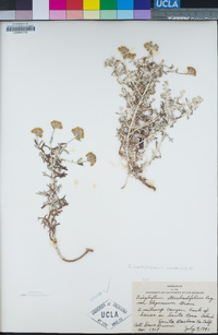 Eriophyllum confertiflorum image